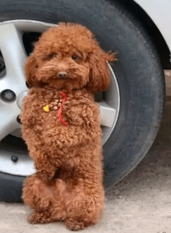 小狗站立走动很讨人喜欢?主人家特别注意犬类脊椎承受能力,防止家犬受伤 小狗站立走动很讨人喜欢?主人家特别注意犬类脊椎承受能力,防止