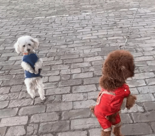 小狗站立走动很讨人喜欢?主人家特别注意犬类脊椎承受能力,防止家犬受伤 小狗站立走动很讨人喜欢?主人家特别注意犬类脊椎承受能力,防止