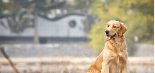 驯服宠物犬学习简易技能 驯服宠物犬学习简易技能