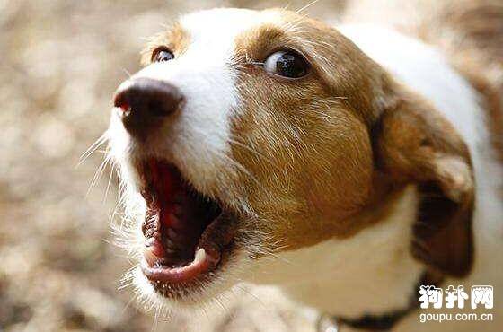 怎么训练狗狗适应噪音? 怎么训练狗狗适应噪音?