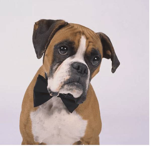 �����Ч��ֹ�����ĺ��ҷͽ�