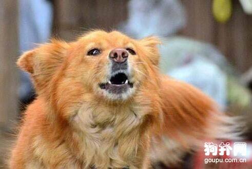 制止狗狗吠叫的方法技巧 制止狗狗吠叫的方法技巧