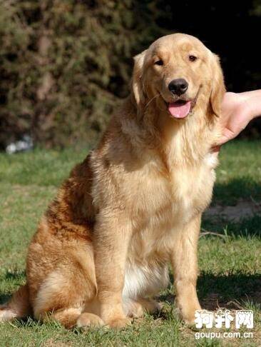 狗狗过分乱叫该怎么办? 狗狗过分乱叫该怎么办?