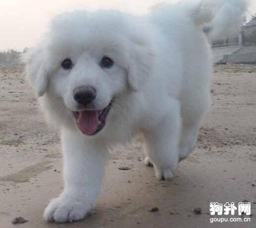 狗狗又开始乱叫了怎么办?训练狗狗不乱叫的方法