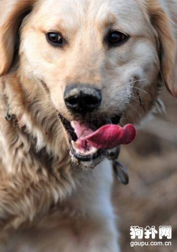 狗狗又开始乱叫了怎么办?训练狗狗不乱叫的方法 狗狗又开始乱叫了怎么办?训练狗狗不乱叫的方法