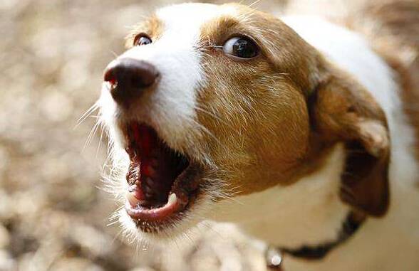 狗狗乱叫怎么办 狗狗乱叫怎么办