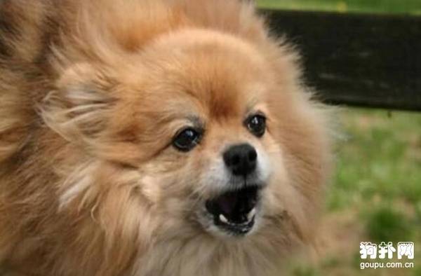 狗狗爱胡乱吠叫怎么办?解决狗狗乱叫的训练方法阿 狗狗爱胡乱吠叫怎么办?解决狗狗乱叫的训练方法阿