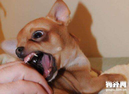 为什么有些人会被狗咬? 为什么有些人会被狗咬?