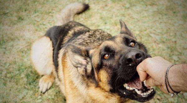 2�ַ�����С���ɵ�ҧ�˵��죬�ڴ���϶��������