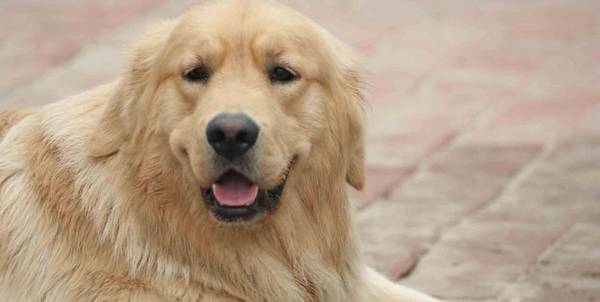 2�ַ�����С���ɵ�ҧ�˵��죬�ڴ���϶��������