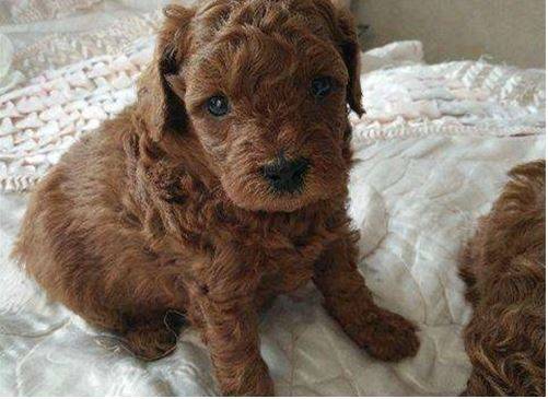 是怎么回事?满月泰迪不拉屎该怎么办 是怎么回事?满月泰迪不拉屎该怎么办