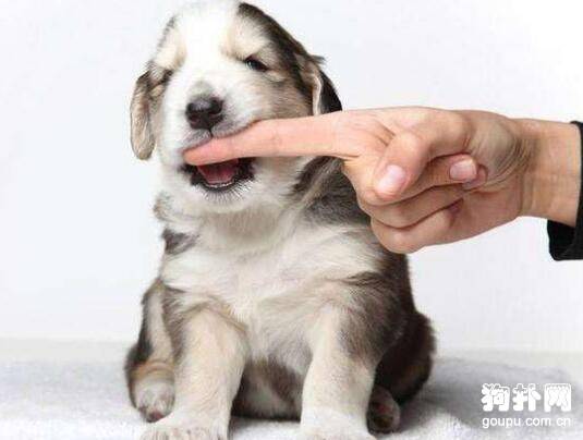 ����ҧ������Ҫ��ô�죿