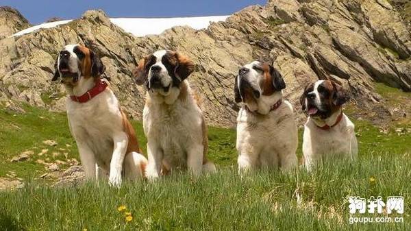 禁止狗狗乱咬东西、乱捡食的有效训练方法 禁止狗狗乱咬东西、乱捡食的有效训练方法