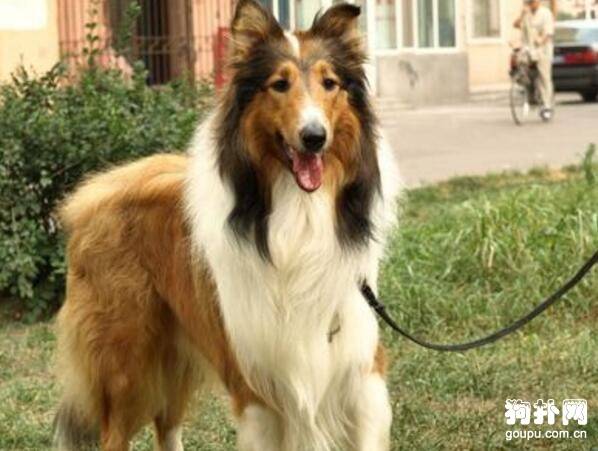 怎样训练狗狗不随意攻击人和其他动物?