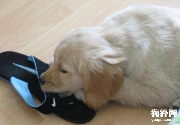 ����ϲ����ҧ������ô�죿