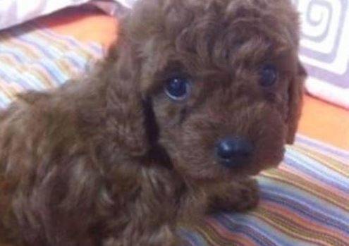 是怎么回事?满月泰迪不拉屎该怎么办 是怎么回事?满月泰迪不拉屎该怎么办