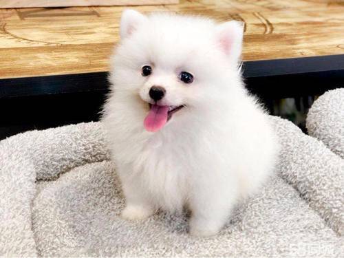 腹部就非常容易涨痛,幼犬涨肚不排便该怎么办 腹部就非常容易涨痛,幼犬涨肚不排便该怎么办