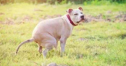 是什么原因让狗狗严重便秘,狗吃湿粮排便会软吗 是什么原因让狗狗严重便秘,狗吃湿粮排便会软吗