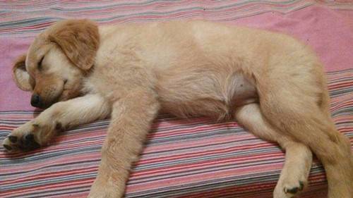 腹部就非常容易涨痛,幼犬涨肚不排便该怎么办 腹部就非常容易涨痛,幼犬涨肚不排便该怎么办