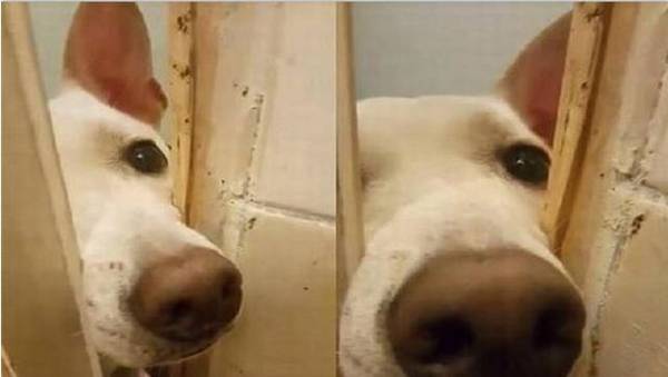 主人上厕所,狗狗总喜爱看,原因是什么呢? 主人上厕所,狗狗总喜爱看,原因是什么呢?