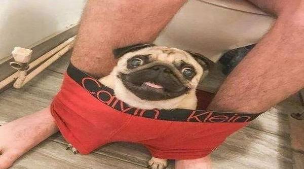 主人上厕所,狗狗总喜爱看,原因是什么呢? 主人上厕所,狗狗总喜爱看,原因是什么呢?