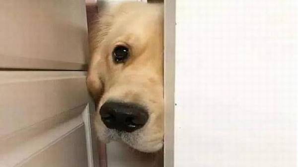 主人上厕所,狗狗总喜爱看,原因是什么呢? 主人上厕所,狗狗总喜爱看,原因是什么呢?