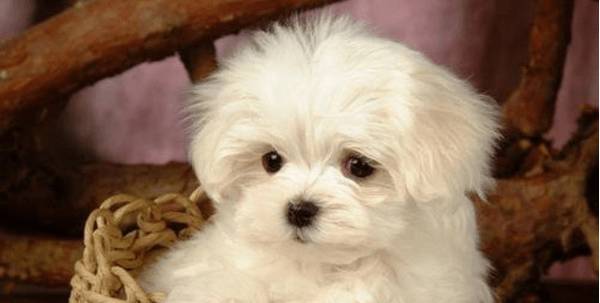 ����ѵ��С�����̶������ĵ�����С��?