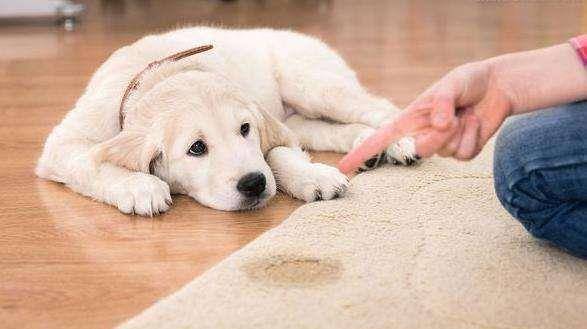 训练狗狗指定上厕所并不会太难,方式要对才行! 训练狗狗指定上厕所并不会太难,方式要对才行!