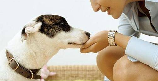 训练狗狗指定上厕所并不会太难,方式要对才行! 训练狗狗指定上厕所并不会太难,方式要对才行!