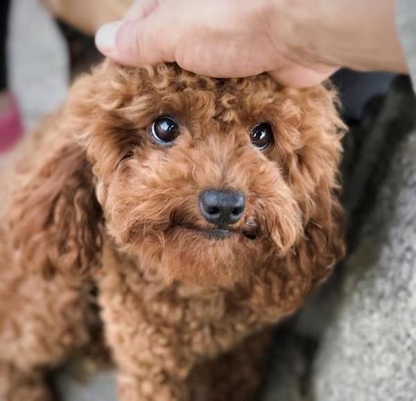 训练狗狗指定上厕所并不会太难,方式要对才行! 训练狗狗指定上厕所并不会太难,方式要对才行!