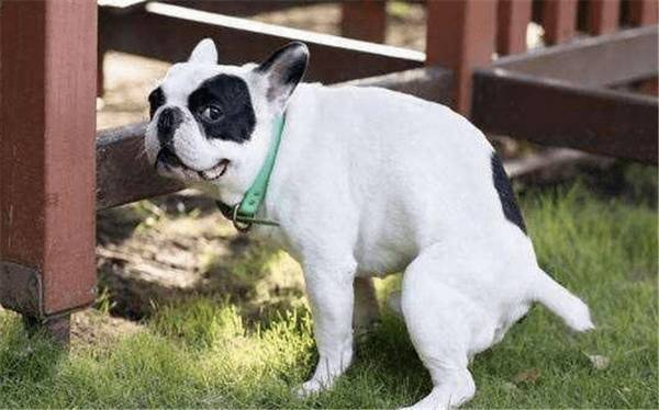 为何狗狗排便前应转圈?实际上 实情有这种 为何狗狗排便前应转圈?实际上 实情有这种