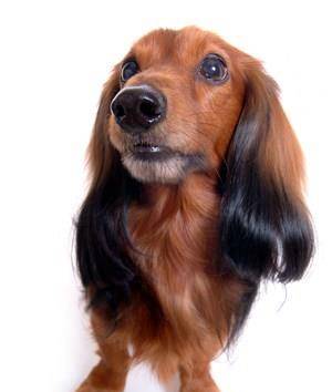 如何训练狗狗大小便 诱导性训练 如何训练狗狗大小便 诱导性训练