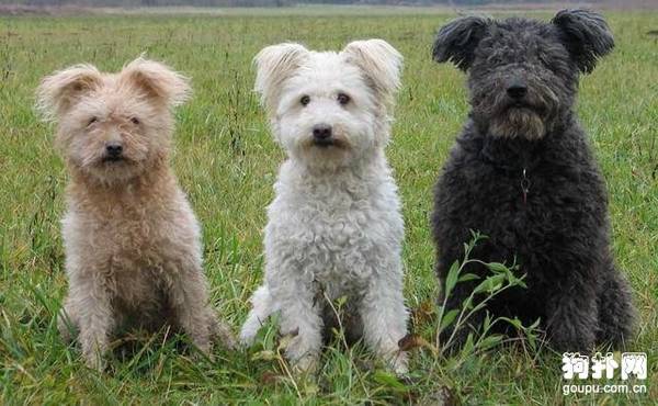 ������Ȯ��׼�����ֲ���Ȯ�۸���������