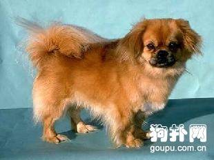 �����ت���׼�����ت��۸������ص�