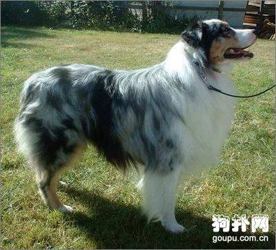 ���Ĵ���������Ȯ��׼�����ְĴ���������ȮͼƬ���۸�