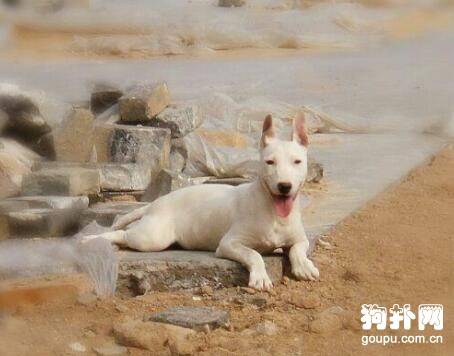 ���Ź�Ȯ��׼���Ź�Ȯ�۸���������