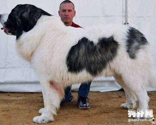 ������ţ˹��Ȯ��׼������ţ˹��Ȯ����ѵ�����۸�