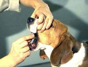 Ҫ�빷��ʹ�������������ӣ�����Ӧ���߶����ӹ���������֢��