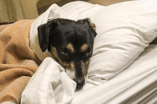 Ҫ�빷��ʹ�������������ӣ�����Ӧ���߶����ӹ���������֢��