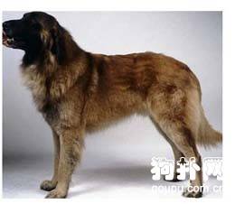 ����˹�ر���ɽȮ��׼����˹�ر���ɽȮ�۸���������