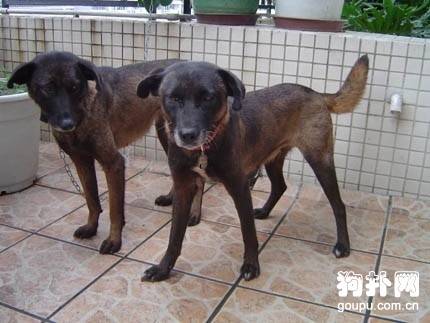 ����ɽ��Ȯ��׼����ɽ��Ȯ�۸���������