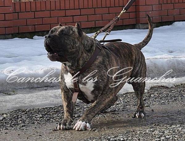 犬瘟可以治好吗,治疗费用大概多少钱 犬瘟可以治好吗,治疗费用大概多少钱