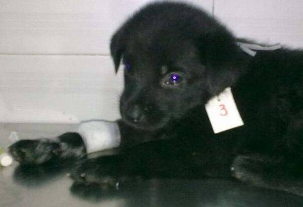 犬瘟热的潜伏期一般有多久 犬瘟热的潜伏期一般有多久