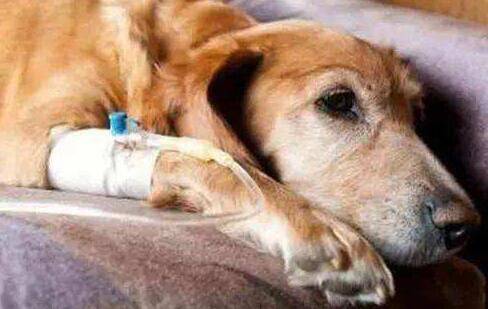 犬瘟热的潜伏期一般有多久 犬瘟热的潜伏期一般有多久