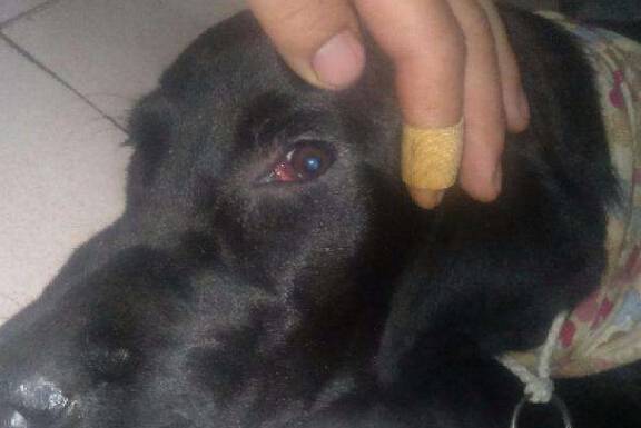 犬瘟热的症状及治疗方法 犬瘟热的症状及治疗方法