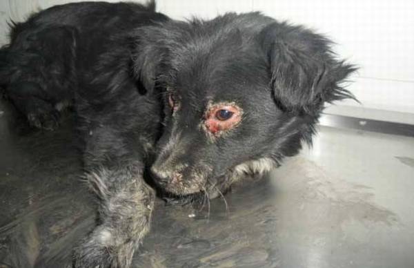 狗瘟会传染给人吗 狗瘟会传染给人吗