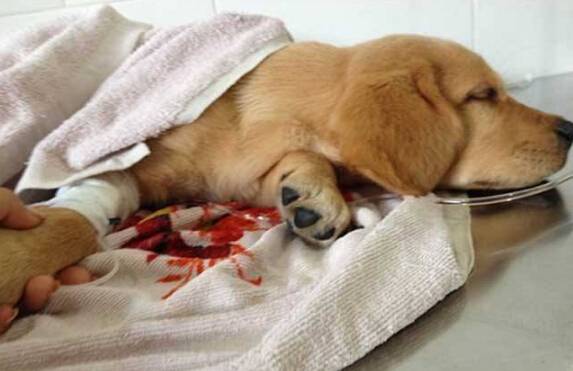 狗瘟会传染给人吗 狗瘟会传染给人吗