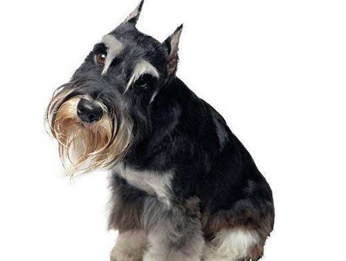 【本人养宠物心得分享】雪纳瑞眼睛有红血丝是啥难题 【本人养宠物心得分享】雪纳瑞眼睛有红血丝是啥难题