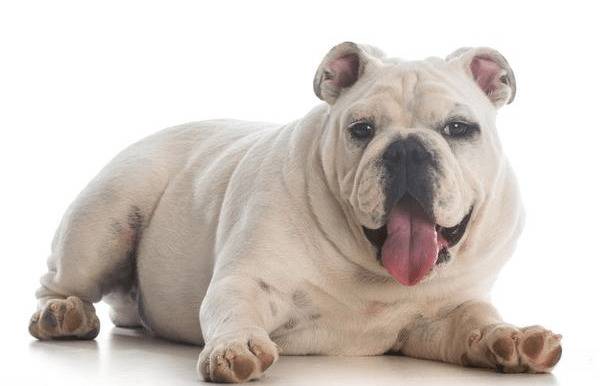 狗狗总喘气,不只是由于热管散热,有可能是病危的前兆! 狗狗总喘气,不只是由于热管散热,有可能是病危的前兆!