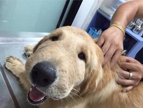 狗狗总喘气,不只是由于热管散热,有可能是病危的前兆! 狗狗总喘气,不只是由于热管散热,有可能是病危的前兆!